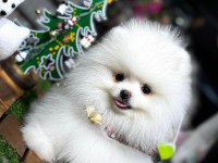 Pomeranian boo yavrular