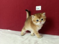 British Shorthair Yavrular Safkan