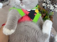 Mükemmel kız bebeklerim scottish fold top kafalar