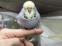 SHOW JUMBO YAVRULAR ÜST VASIF MUHABBET KUŞU