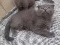 65 günlük yavru british longhair