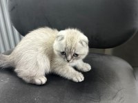 Anne Baba Şecereli Scottish Fold