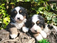 MUHTEŞEM BERNESE BEBEKLER