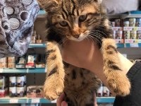 Ücretsiz Yavru Kedi Sahiplendirme