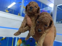 Red Brown Toy Poodle Bebekler