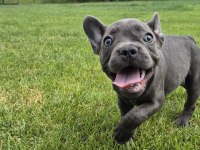 Blue French Bulldog Yavruları İstanbul 