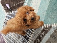 Teacup Boy Poodle