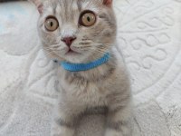 satılık kedi scottish fold