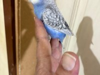 29-33 GÜNLÜK ARASI YENİ YEME DÜŞEN KUŞLARIM