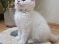 Full şecereli anne babadan safkan erkek kedimiz