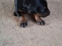 Kaliteli Doberman Yavruları