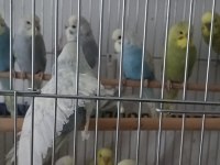 Muhabbet kuşu bebekler