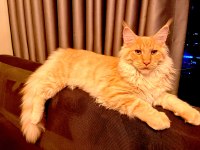 11 aylık sağlıklı erkek maine coon