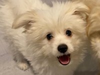 Havanese Terrier İle Foxy Pomeranian Kırması
