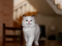Asaletli Ragdoll 