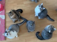 Scottish Shorthair yavrumuz ömürlük yuva arıyor