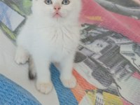 BRİTİSH PAŞAM DEĞERİNİN ALTINDA VERİLECEK