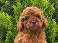 Poodle Yavrular Yuvasını Arıyor