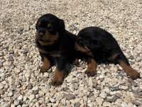 Üst segment dişi erkek rottweiler bebekler