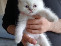 British Shorthair Bluepoint