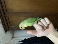 Yavru erkek sevda papağanı
