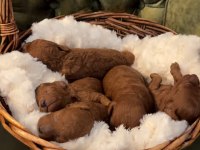Red Toy Poodle Bebekler
