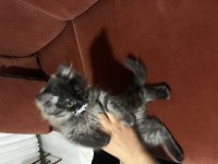 Yavru Kedimiz British Longhair