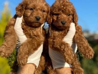 SEVİMLİ RED BROWN TOY POODLE YAVRUSU