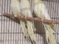 Lutino albino dişi
