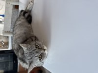 British Shorthair kedimize yuva arıyoruz