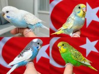 Sağlıklı Muhabbet Kuşu Yavrular