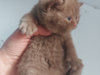 CINNAMON DİŞİ ERKEK BRITISH SHORTHAIR YAVRULARIMIZ