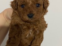 toy poodle bebekler