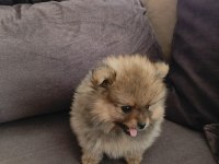 Orijinal Saf Pomeranian Boo