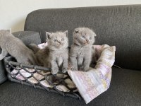 Gri British Shorthair yavrular