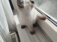 British Shorthair Bluepoint Erkek Yavru