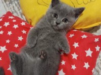 2 aylık british shorthair miniğim yeni yuvasına hazır