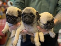IRK VE SAĞLIK GARANTİLİ - PUG MOPS BEBEKLER