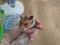 Hamster dişi