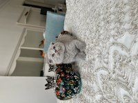Sağlıklı oyuncu evde büyüyen scottish fold yavrular