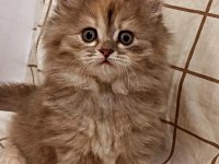 Prenses british longhair kızımıza yuva aranıyor