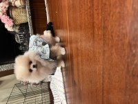 2 aylık erkek pomeranian boo yavrumuz