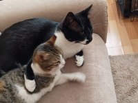 Kedilerimiz Merkür ve Luna