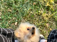 4.5 aylık yavru pomeranian