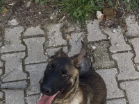 5 aylık malinois erkek belçika kurdu aşıları tam