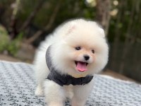 Orjinal spitz olmayan pomeranian boo çocuklarımız