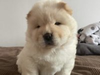 A kalite chow chow yavrular akita inu