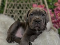 Muhteşem Cane Corso Bebekler Güvenli Kapıya Teslim