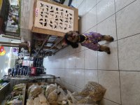 10 AYLIK DİŞİ KORE TOY POODLE