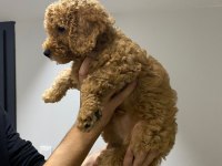 Yavru toy poodle sahiplendirme